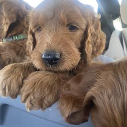 Goldendoodle Puppies from Bows & Ties Doodles