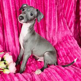 My Spark - White and blue male Italian Greyhound puppy in Cadwell, Georgia from All The DoDa Day Italian Greyhounds