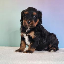 Olive - Black and tan female Cockapoo puppy in Louisburg, North Carolina from Raven Oak's Mini Cockapoos and Mini Dachshunds