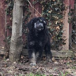 Pax - Phantom male Poodle puppy in New York from Powder Puff Poodles