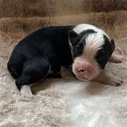 Cody - Black tri-color male Australian Shepherd puppy in Bethany, Connecticut from Wynter Thyme Manor Australian shepherds