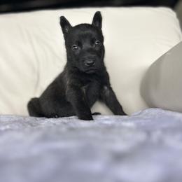 Dutch Shepherd Puppies from TecK9s