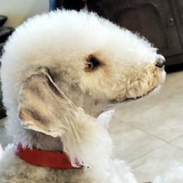 Bedlington Terriers from Imperial Kennels