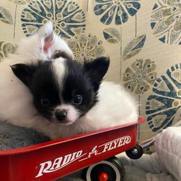 Bruce - Black and white male Chihuahua puppy in Red Bluff, California from Aye Chihuahua