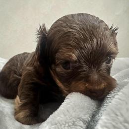 Havanese and Russian Tsvetnaya Bolonka Puppies from Alchemy Havanese