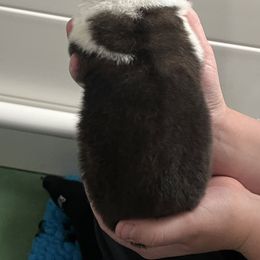 Girl 1 - Red, black overlay female Akita puppy in Indianapolis, Indiana from Gallant Akitas