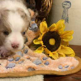 Miniature Australian Shepherd Puppies from Kizmit Farmz