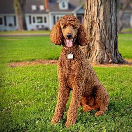 West - Poodle