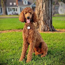 West - Poodle