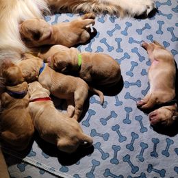 Pending name - Dark golden male Golden Retriever puppy in Greenfield, Massachusetts from JK Goldens