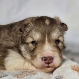 Megumi - Red and white male Siberian Husky puppy in Buckeye, Arizona from Anime Huskies