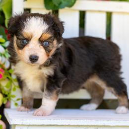 Sage - Black tri female Toy Australian Shepherd puppy in Granbury, Texas from Best Little Aussies