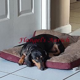 Aurich - Dachshund