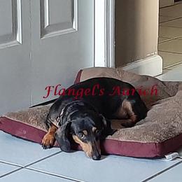 Aurich - Dachshund