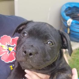 Staffordshire Bull Terrier All Grown Up from Freystaff Staffordshire Bull Terriers
