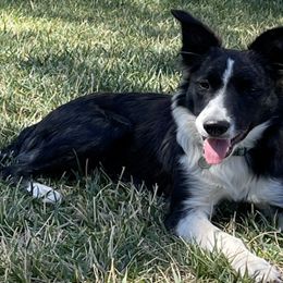 Border Collies from Already There Border Collies