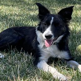 Border Collies from Already There Border Collies