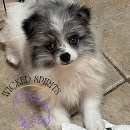 AKC SAILOR - Blue merle male Pomeranian puppy in Watkins Glen, New York from Wicked Spirits Pomeranians