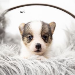 Tobi - Black and tan male Pembroke Welsh Corgi puppy in Manchester, Kentucky from Riverside Corgis