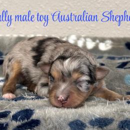 Sully - Blue merle male Australian Shepherd puppy in Hico, Texas from Chisholm Trail Kennels