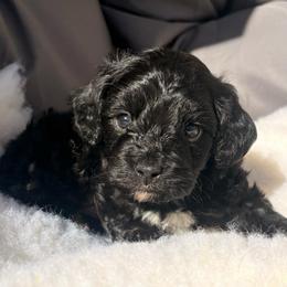 Cedar - Black male Cavapoo puppy in Orinda, California from Amore Cavaliers