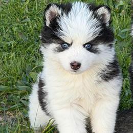 Nacho - Black and white male Pomsky puppy in Mc Minnville, Oregon from West Coast Pomskies