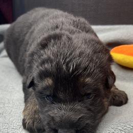 Girl 2 - Black and tan female German Shepherd puppy in Sharon Grove, Kentucky from Julie’s Shepherds