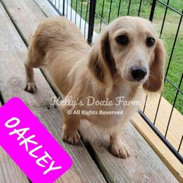 Oakley - Dachshund