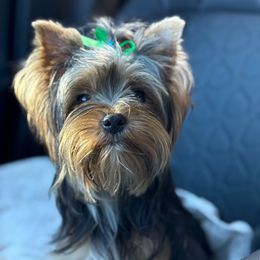 Pretzel - Yorkshire Terrier