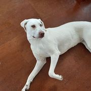 Black Mouth Cur All Grown Up from Shipman Black Mouth Curs