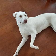 Black Mouth Cur All Grown Up from Shipman Black Mouth Curs