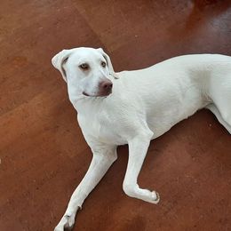 Black Mouth Cur All Grown Up from Shipman Black Mouth Curs