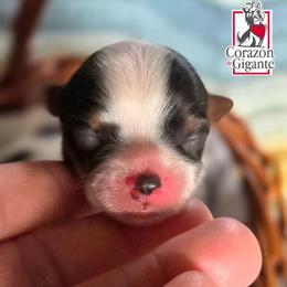 Charlie - Black tan and white male Biewer Terrier puppy in California from Corazon de gigante