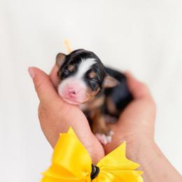 Navy - Tri-color female Bernedoodle puppy in Ontario, California from Teddy Doodles & Standard Poodles