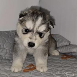 Twin - Agouti and white male Siberian Husky puppy in Kansas City, Missouri from Anuun's Huskies
