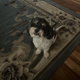 Cuddles - Maltipoo