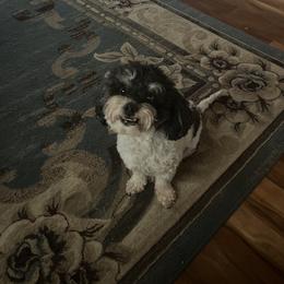 Cuddles - Maltipoo