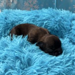 Chai - Brindle male Shih Tzu puppy in Bluffton, South Carolina from Cuddly Coastal Cuties