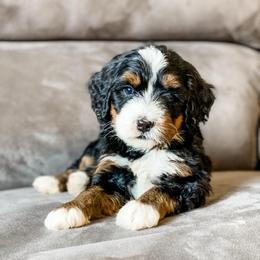 Utah - Tri-color male Bernedoodle puppy in Hudson, Indiana from TurkeyCreek-K9