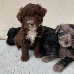 Aussiedoodles, Bernedoodles, and Goldendoodles from Doodles & Danes