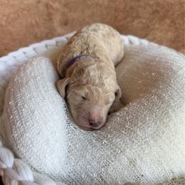 Thea - Cream female Poodle puppy in Detroit Lakes, Minnesota from Pickerel Pups