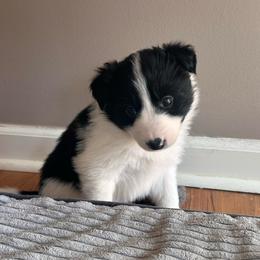 Boy 2 - Black and white male Border Collie puppy in Jonesboro, Arkansas from Hampton Border Collies