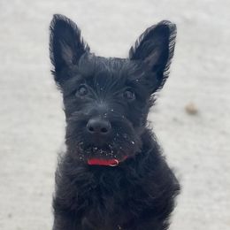 Scottish Terriers from TnT Scotties