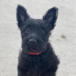 Scottish Terriers from TnT Scotties