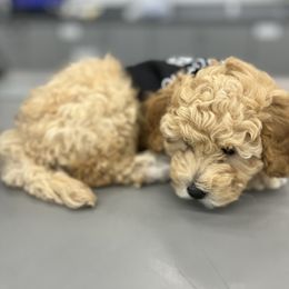 Mike - Maltipoo puppy from Aprishew Maltipoo