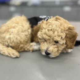 Mike - Maltipoo puppy from Aprishew Maltipoo