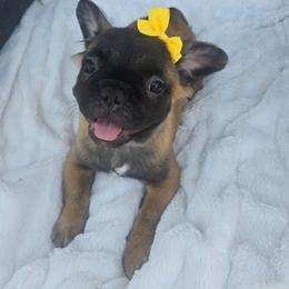 Berry - Fawn female French Bulldog puppy in West Haven, Utah from Doxie Trails LLC