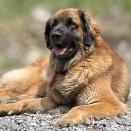 Leonbergers from Stonewall Leonbergers