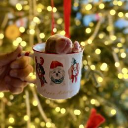 Dancer - Ruby female Cavalier King Charles Spaniel puppy in Edmond, Oklahoma from Little Acorn: Cavalier & Bernese