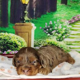 Milo - Merle male Cavapoo puppy in Marshfield, Missouri from Clearview Kennels